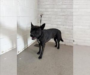 American Pit Bull Terrier Dogs for adoption in San Bernardino, CA, USA