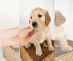 Small Photo #4 Goldendoodle Puppy For Sale in BELLFLOWER, MO, USA