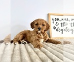 Small #2 Goldendoodle (Miniature)