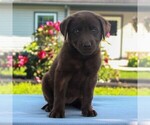 Small Photo #5 Labrador Retriever Puppy For Sale in MYERSTOWN, PA, USA