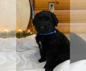 Golden Mountain Dog-Poodle (Standard) Mix Puppy for sale in FLORA, IL, USA
