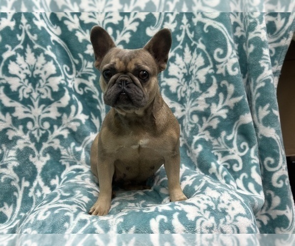 Medium Photo #2 French Bulldog Puppy For Sale in LAKELAND, FL, USA