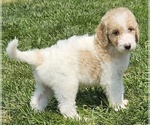 Puppy Grayson Goldendoodle