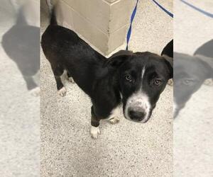 Labrador Retriever Dogs for adoption in Conroe, TX, USA
