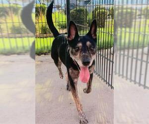 Australian Kelpie Dogs for adoption in Sacramento, CA, USA