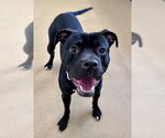 Small American Pit Bull Terrier