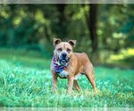 Small #7 American Staffordshire Terrier-Labrador Retriever Mix