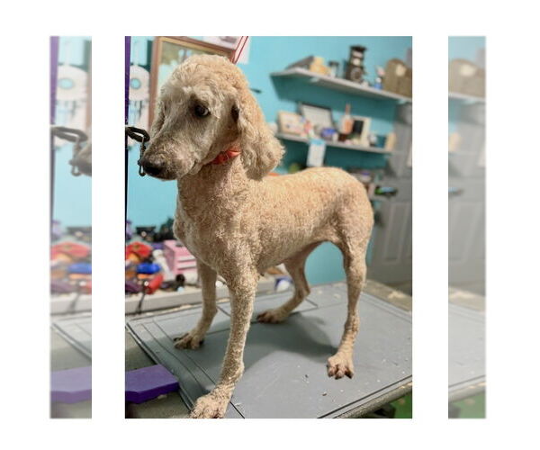 Medium Photo #3 Mutt Puppy For Sale in Mooresville, NC, USA