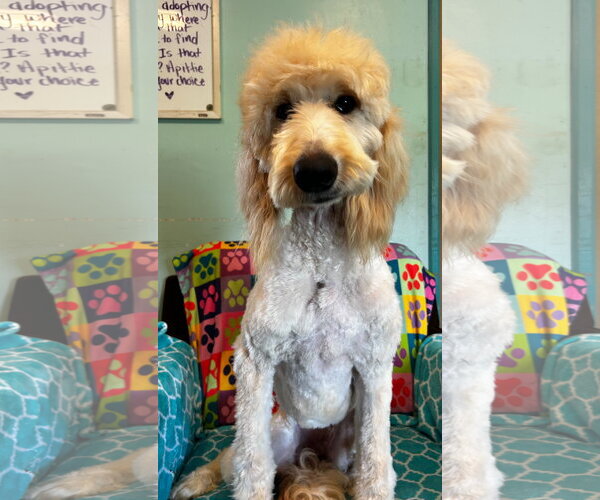 Medium Photo #9 Goldendoodle Puppy For Sale in Pacolet, SC, USA