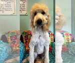 Small #8 Goldendoodle