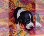 Small Photo #6 Great Dane Puppy For Sale in SPRAGGS, PA, USA