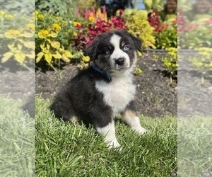 Miniature Australian Shepherd Puppy for sale in NOBLESVILLE, IN, USA