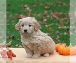 Small Photo #4 Goldendoodle-Poodle (Miniature) Mix Puppy For Sale in NEWMANSTOWN, PA, USA
