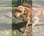 Small Photo #2 Mutt Puppy For Sale in Rustburg, VA, USA