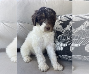 Aussiedoodle Puppy for sale in CUNNINGHAM, KY, USA