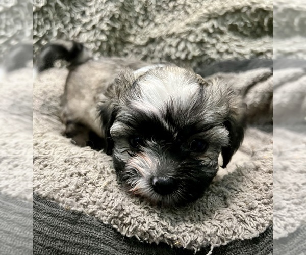 Medium Photo #55 Zuchon Puppy For Sale in RENO, NV, USA