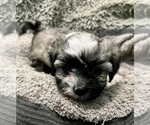 Small Photo #55 Zuchon Puppy For Sale in RENO, NV, USA