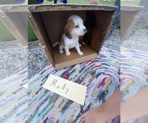 Beaglier Puppy for sale in GRABILL, IN, USA