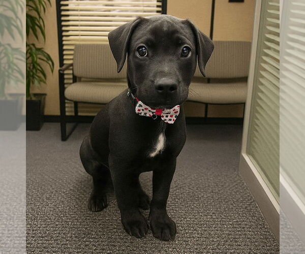 Medium Photo #5 Labrador Retriever-Unknown Mix Puppy For Sale in Houston, TX, USA
