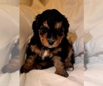 Small Photo #44 Miniature Bernedoodle Puppy For Sale in AUBURNDALE, FL, USA