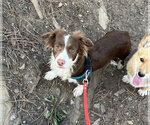 Small Photo #3 Australian Shepherd-Unknown Mix Puppy For Sale in Denver , CO, USA
