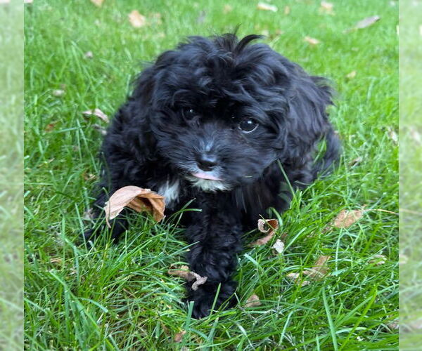 Medium Photo #2 Cavalier King Charles Spaniel Puppy For Sale in Brooklyn Center, MN, USA