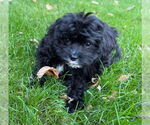 Small #1 Cavalier King Charles Spaniel