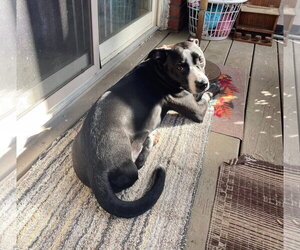 Preston - Male Mutt Dog for Adoption - Photo #13