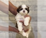 Litter of 3 - Male Shih TzuLitter of Puppies for Sale - Small photo