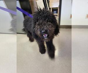 Poodle (Standard) Dogs for adoption in Burbank, CA, USA