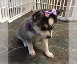 Small Photo #22 Alaskan Klee Kai Puppy For Sale in WINCHESTER, OH, USA