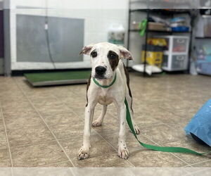 American Staffordshire Terrier-Unknown Mix Dogs for adoption in Raleigh, NC, USA