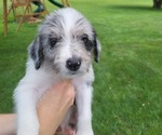 Image preview for Ad Listing. Nickname: Blue Merle Boy