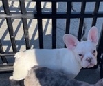 Small #5 French Bulldog