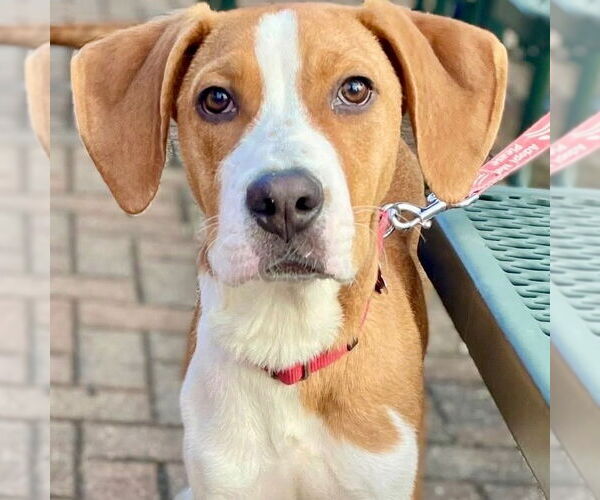 Medium Photo #2 Labrador Retriever-Unknown Mix Puppy For Sale in Canton, CT, USA