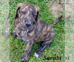 Catahoula Leopard Dog-Poodle (Standard) Mix Puppy for sale in JACKSONVILLE, NC, USA