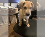 Small Photo #4 Great Dane Puppy For Sale in LITHONIA, GA, USA