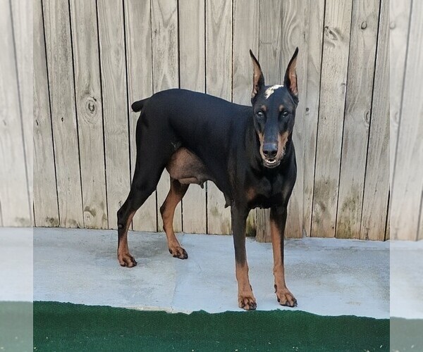 Medium Photo #1 Doberman Pinscher Puppy For Sale in DAVENPORT, FL, USA
