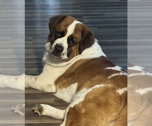 Father of the Saint Bernard puppies born on 04/18/2025