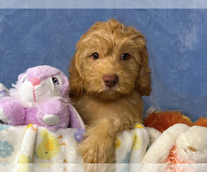 Cavapoo Puppy for sale in BAKERSFIELD, CA, USA