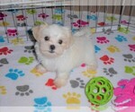 Small Photo #2 Shih Tzu Puppy For Sale in ORO VALLEY, AZ, USA