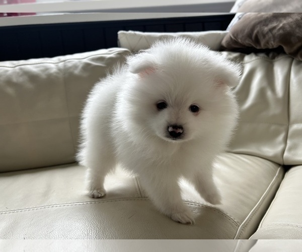 Medium Photo #14 Pomeranian Puppy For Sale in DES MOINES, WA, USA