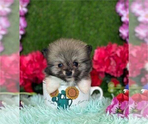 Medium Photo #7 Pomeranian Puppy For Sale in BEVERLY HILLS, CA, USA