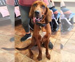 Small Redbone Coonhound