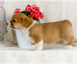 Small Photo #30 Pembroke Welsh Corgi Puppy For Sale in WAKARUSA, IN, USA