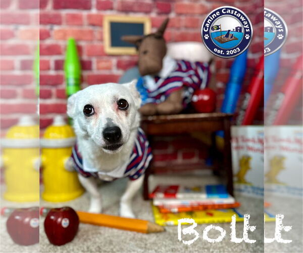 Medium Photo #13 Jack Russell Terrier Puppy For Sale in Arcadia, FL, USA