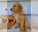 Puppy Orange collar Golden Retriever