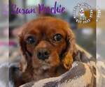 Small #2 Cavalier King Charles Spaniel