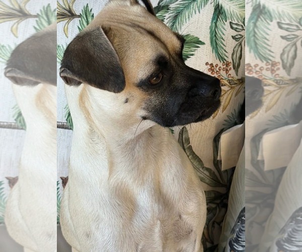 Medium Photo #2 Pug-Unknown Mix Puppy For Sale in Dallas, TX, USA