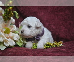 Small Photo #8 Bichon Frise Puppy For Sale in BREMEN, GA, USA